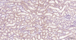 eIF4E Antibody in Immunohistochemistry (Paraffin) (IHC (P))