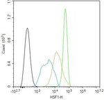 HSF1 Antibody in Flow Cytometry (Flow)