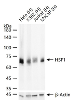 HSF1 Antibody in Western Blot (WB)