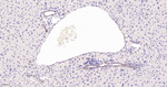 TEF1 Antibody in Immunohistochemistry (Paraffin) (IHC (P))