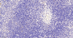 TEF1 Antibody in Immunohistochemistry (Paraffin) (IHC (P))