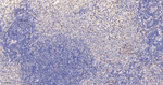 TEF1 Antibody in Immunohistochemistry (Paraffin) (IHC (P))