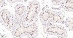 TEF1 Antibody in Immunohistochemistry (Paraffin) (IHC (P))