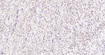 TEF1 Antibody in Immunohistochemistry (Paraffin) (IHC (P))