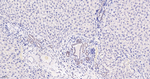 TEF1 Antibody in Immunohistochemistry (Paraffin) (IHC (P))