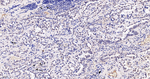 TEF1 Antibody in Immunohistochemistry (Paraffin) (IHC (P))