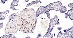TEF1 Antibody in Immunohistochemistry (Paraffin) (IHC (P))