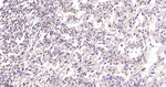 TEF1 Antibody in Immunohistochemistry (Paraffin) (IHC (P))