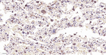 TEF1 Antibody in Immunohistochemistry (Paraffin) (IHC (P))