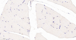 TEF1 Antibody in Immunohistochemistry (Paraffin) (IHC (P))