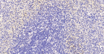 TEF1 Antibody in Immunohistochemistry (Paraffin) (IHC (P))