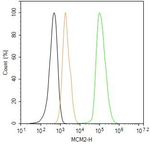 MCM2 Recombinant Rabbit Monoclonal Antibody (7F5)
