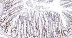 MCM2 Antibody in Immunohistochemistry (Paraffin) (IHC (P))