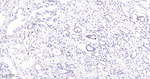 MCM2 Antibody in Immunohistochemistry (Paraffin) (IHC (P))