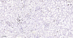 MCM2 Antibody in Immunohistochemistry (Paraffin) (IHC (P))
