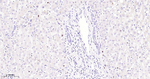 MCM2 Antibody in Immunohistochemistry (Paraffin) (IHC (P))