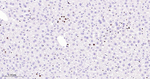 MCM2 Antibody in Immunohistochemistry (Paraffin) (IHC (P))