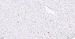 MCM2 Antibody in Immunohistochemistry (Paraffin) (IHC (P))
