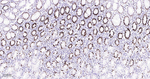 MCM2 Antibody in Immunohistochemistry (Paraffin) (IHC (P))