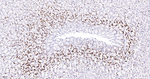 MCM2 Antibody in Immunohistochemistry (Paraffin) (IHC (P))