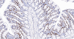MCM2 Antibody in Immunohistochemistry (Paraffin) (IHC (P))