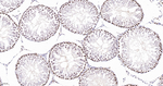 MCM2 Antibody in Immunohistochemistry (Paraffin) (IHC (P))