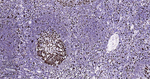 MCM2 Antibody in Immunohistochemistry (Paraffin) (IHC (P))