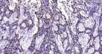 MCM2 Antibody in Immunohistochemistry (Paraffin) (IHC (P))