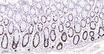MCM2 Antibody in Immunohistochemistry (Paraffin) (IHC (P))