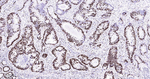MCM2 Antibody in Immunohistochemistry (Paraffin) (IHC (P))