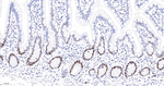 MCM2 Antibody in Immunohistochemistry (Paraffin) (IHC (P))