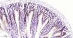 MCM2 Antibody in Immunohistochemistry (Paraffin) (IHC (P))