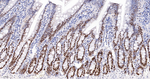 MCM2 Antibody in Immunohistochemistry (Paraffin) (IHC (P))