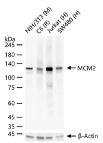 MCM2 Antibody in Western Blot (WB)