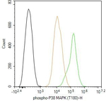 Phospho-p38 MAPK (Thr180) Antibody in Flow Cytometry (Flow)