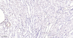 Phospho-p38 MAPK (Thr180) Antibody in Immunohistochemistry (Paraffin) (IHC (P))