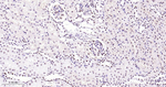 Phospho-p38 MAPK (Thr180) Antibody in Immunohistochemistry (Paraffin) (IHC (P))