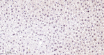 Phospho-p38 MAPK (Thr180) Antibody in Immunohistochemistry (Paraffin) (IHC (P))