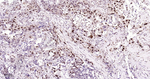 Phospho-p38 MAPK (Thr180) Recombinant Rabbit Monoclonal Antibody (1F2)