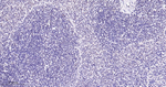 Phospho-p38 MAPK (Thr180) Antibody in Immunohistochemistry (Paraffin) (IHC (P))
