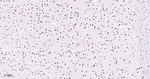 Phospho-p38 MAPK (Thr180) Antibody in Immunohistochemistry (Paraffin) (IHC (P))