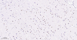 Phospho-p38 MAPK (Thr180) Antibody in Immunohistochemistry (Paraffin) (IHC (P))