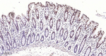 Phospho-p38 MAPK (Thr180) Antibody in Immunohistochemistry (Paraffin) (IHC (P))