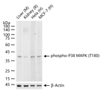 Phospho-p38 MAPK (Thr180) Antibody in Western Blot (WB)