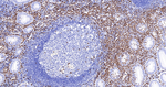 Myeloperoxidase Recombinant Rabbit Monoclonal Antibody (6F1)