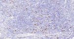 Myeloperoxidase Antibody in Immunohistochemistry (Paraffin) (IHC (P))