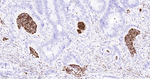 Myeloperoxidase Antibody in Immunohistochemistry (Paraffin) (IHC (P))