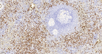 Myeloperoxidase Antibody in Immunohistochemistry (Paraffin) (IHC (P))