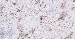 Myeloperoxidase Antibody in Immunohistochemistry (Paraffin) (IHC (P))