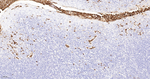 Myeloperoxidase Antibody in Immunohistochemistry (Paraffin) (IHC (P))